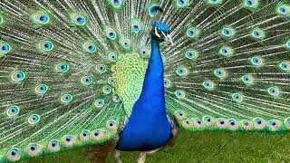 Peacocks at Warwick Castle