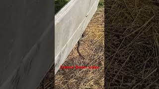 Eastern garter snake slithers away @dayhikingandherpingdudes