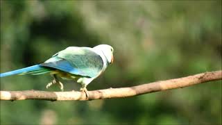 malabar parakeet 3