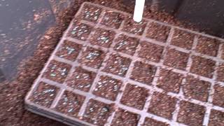 Starting onions by seeds 2016