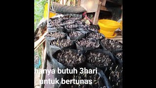 HANYA BUTUH 3 HARI, BENIH TOMAT SUDAH BERTUNAS