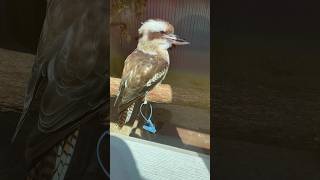 Kookaburras at Lewis Adventure Farm & Zoo. #kookaburra #kingfisher #birds #zoo #michigan #wildbird