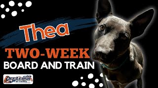 Dutch Shepherd Mix, 2 y/o, “Thea” | Incredible Shepherd Mix Training, Spokane WA | Off Leash K9