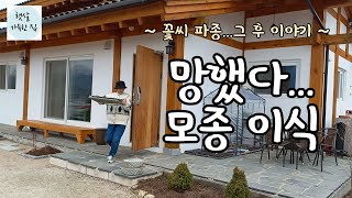 2월 꽃씨 파종  그 후 - 꽃 모종 망했다/ 모종 키우기/모종 이식/정원가꾸기/가드닝