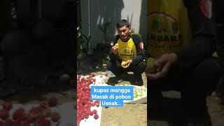 Kupas Mangga masak di pohon @keluargapetani