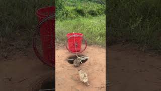 amazing quick quail trap #shorts