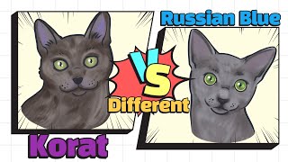 How to identify Russian Blue & Korat (SUB)