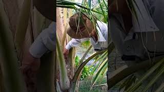 Bộ thuốc thần thánh ngừa nấm khuẩn cho cây Dừa #võ_quang_sơn #coconut #shortvideo #