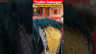 Ngupah Barong Bangkung #shorts #bali #live #love #like #shortvideo #short