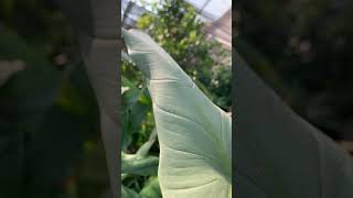 Philodendron hastatum, the metallic silver leaves that catch the light like no other😍#philodendron