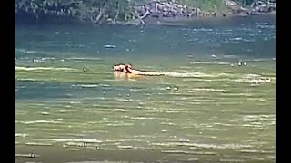 Bear at the Cowlitz River