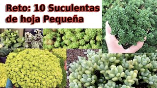 10 Suculentas de hoja pequeña! Reto