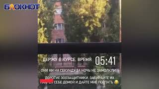 «Страшно жить с ними по соседству»: агрессивные собаки терроризируют жителей Ленина в Волгодонске