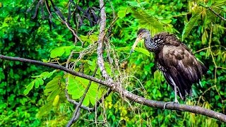 BIRDS IN AMAZON JUNGLE. PERU TOUR.