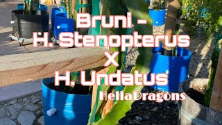 Bruni - H. Stenopterus X H. Undatus Dragon Fruit