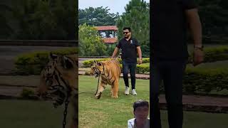 #tiger #animals #trending #shorts