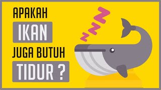 Apakah Ikan Butuh Tidur ?