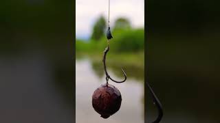 Boilies Fishing CarpFishing #carpfishing #hobby #fish #fishing #carp