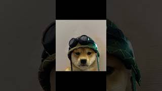 doge pfp