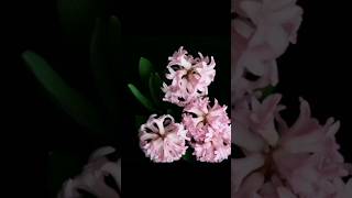 Wow! Time-lapse of blooming flowers #blooming #timelapse #shorts