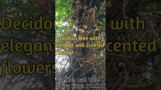 Nature at its Best- part 4, Cannon Ball Tree l Shivalinga Pushpa #shorts #shortvideos