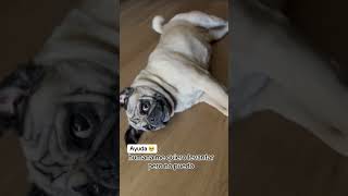 Pug acostada todo el día #dog #pugspugspugs #humor #mascotasfelices #foryou #perroshermosos #comedia