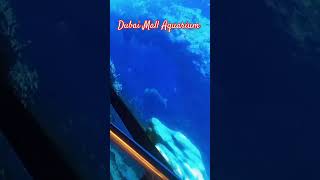 Dubai in My Eyes: Dubai Mall aquarium near to Burj khalifa #dubai #shorts #africa #travel #subscribe