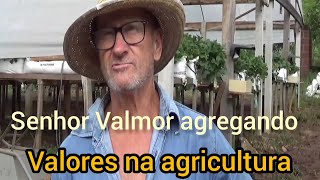 Diversificação em cultivos. Senhor Valmor. três coroas. RS