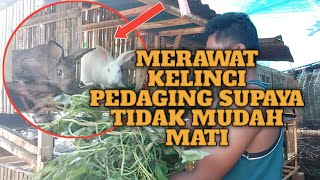 CARA SAYA MERAWAT KELINCI PEDAGING SUPAYA TIDAK MUDAH MATI #ternakkelinci  #hoby