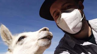 #TourismStrong: Llamas, Lockdown, and Adventure Travel in Bolivia