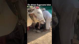 Cow making Sugarcane Juice in Pune #viral #travel #shorts #cow #pune #india #sugarcane