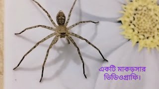 একটি মাকড়সার ভিডিওগ্রাফি।