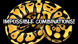 Ball Python Combinations that are Impossible to Make!