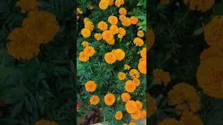 #marigold #gardening #shorts #viralvideo #ytshorts