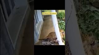 Wild Leopard v/s Pet Dog 😱😥