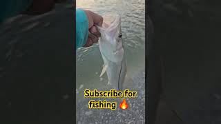 SNOOK!! #subscribe #fishing #outdoors #trending #viral #saltwater #florida #fyp #fypシ゚viral