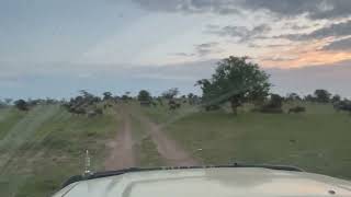 Morning drive in Northern Serengeti