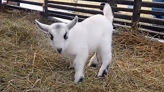 Bouncy Lambs and Baby Goats (2016)