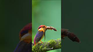 Oriental Dwarf Kingfisher ODKF