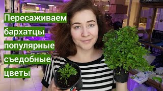 Пересаживаем бархатцы - популярные #съедобныецветы Бархатцы на #микрозелень #ситиферма для ресторана