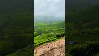 munnar tum bahut sundar ho #delhi #munnar #viral #shorts_ #trending #nature #goa #mumbai #kerala