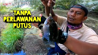 Ikan betok besar terciduk lagi di spot penuh misteri