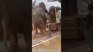 Wow, Such a Huge Elephant! #shorts #elephant #animals #pets