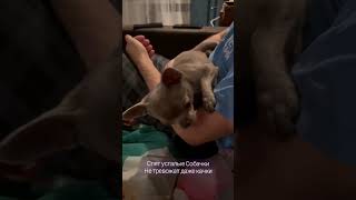 Спят усталые игрушки #рекомендации #chihuahua #shortvideo #shorts