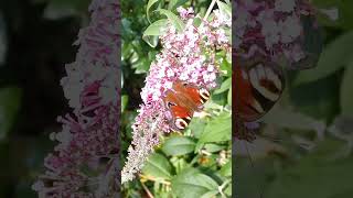 Butterfly peacock eye