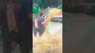 Threshing of Wheat Harvest in gilgit #gilgitbaltistan  Mountain #wheat #treshing @gbnewsongs