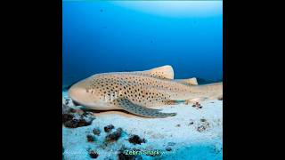 Zebra Shark hunt p2 #hunting #animals