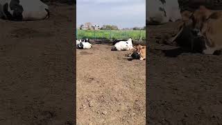 #viral #animals #trending #cow #breeding #shortvideo #ytshorts #phddairywala