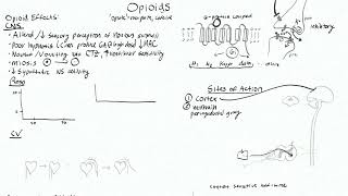 Opioids 2 - CNS Effects and Sites of Action