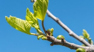 Learn a Lesson from the Fig Tree